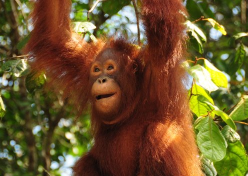 Our first encounter with an Orangutan