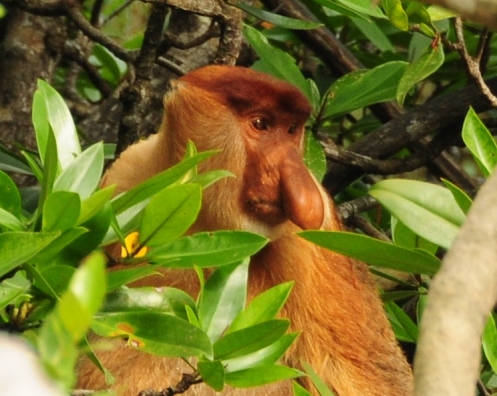 Proboscis monkey - dominant male