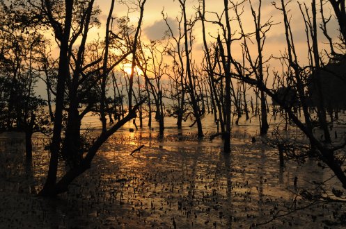 Sunset through the mangroves