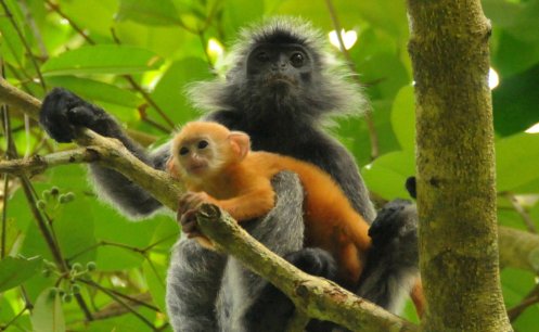 Silver leaf monkey and baby