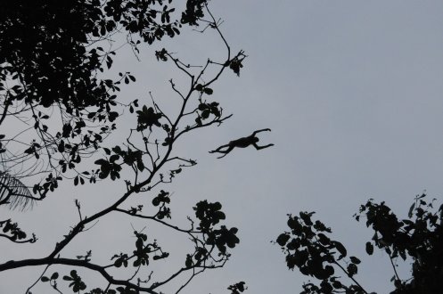 Proboscis monkey leaping