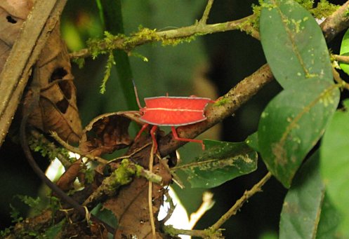 Rectangular Bug