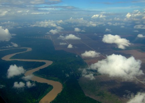 Rainforest destruction in Sarawak, Borneo